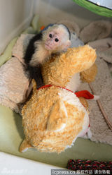 组图：比伯宠物猴被扣德国 小家伙异国吐舌卖萌