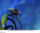 高清组图：立体电影《豚鼠特攻队》剧照