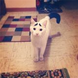 组图：猫咪天生长“八字眉” 长相搞笑走红网络