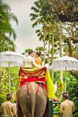 组图：严屹宽杜若溪海外婚礼 大象迎亲明星助阵