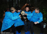 组图：西城男孩成都亲密接触大熊猫