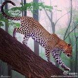 组图：刘嘉玲游非洲 野生动物园内不惧猛兽