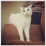 组图：猫咪天生长“八字眉” 长相搞笑走红网络