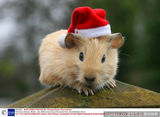 组图：小动物穿圣诞装迎节日 看谁最像圣诞老人