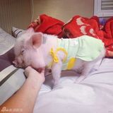 组图：超萌小猪走红网络 百变造型进军时尚界