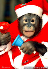 组图：小动物穿圣诞装迎节日 看谁最像圣诞老人