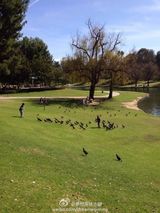 组图：Kimi公园游玩喂鸭子 善良阳光惹人爱