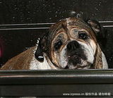 高清组图：布拉德-皮特爱犬堪比世界最忧郁狗狗