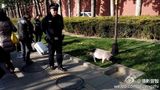 组图：宠物猪在天安门溜达啃草 警察已控制局面