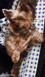 高清组图：超模米兰达-可儿纽约街拍怀抱宠物狗