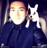 策划：韩星宠物集结号 爱豆们的宠物情人