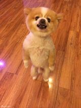 组图：颤抖吧人类！狗狗直立行走狂拽酷炫