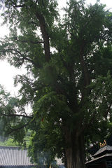 聚集美丽山东--枣庄峄城榴园青榴令人惊叹