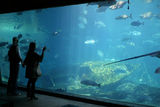 管虎梁静观看非洲最大的海底世界