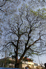 泰国行组图：走近金三角 过境游缅甸