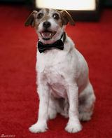 高清组图：影片《艺术家》中的狗狗走红毯可爱