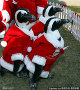 组图：小动物穿圣诞装迎节日 看谁最像圣诞老人