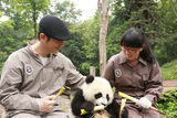 黄晓明拄拐探望雅安熊猫宝宝 开心同啃竹子(图)
