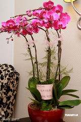 幻灯图集：刘家昌公布太太病情 寺庙上香保佑平安