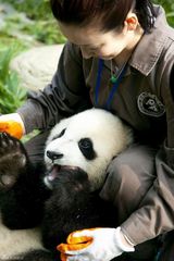 幻灯图：秦海璐四川领养大熊猫 变身“熊猫妈妈”