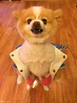 组图：颤抖吧人类！狗狗直立行走狂拽酷炫