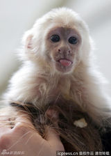 组图：比伯宠物猴被扣德国 小家伙异国吐舌卖萌