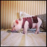 组图：超萌小猪走红网络 百变造型进军时尚界