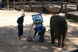 泰国行：清迈欣赏大象画画 参观金色双龙寺