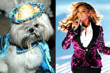 组图：欧美巨星晒宠物合照 天王天后大秀爱心