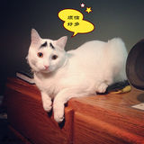 策划：娱乐一周趣图VOL.1 田螺走秀女神被窥