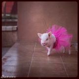 组图：超萌小猪走红网络 百变造型进军时尚界