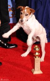 高清图：《艺术家》获得最佳喜剧类电影