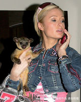 幻灯图集：帕丽斯-希尔顿与宠物狗形影不离