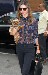 组图：米兰达透视蓝色上装携宠物狗出街派头十足