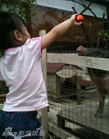 幻灯图：小S微博秀天伦之乐 带女儿看动物现场直播