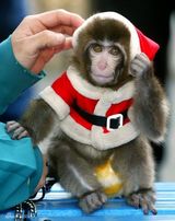 组图：小动物穿圣诞装迎节日 看谁最像圣诞老人