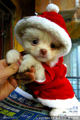 组图：小动物穿圣诞装迎节日 看谁最像圣诞老人