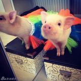 组图：超萌小猪走红网络 百变造型进军时尚界