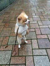 组图：颤抖吧人类！狗狗直立行走狂拽酷炫