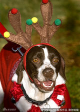 组图：小动物穿圣诞装迎节日 看谁最像圣诞老人