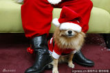 组图：小动物穿圣诞装迎节日 看谁最像圣诞老人