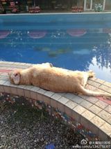 组图：喷泉漏电小伙为救爱犬不幸触电身亡