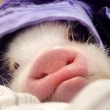 组图：超萌小猪走红网络 百变造型进军时尚界