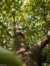 高清图：苏有朋Hebe等名人公益摄影活动作品展示