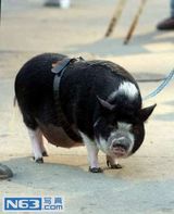 组图：乔治克鲁尼情史大盘点 你是浪子别回头！