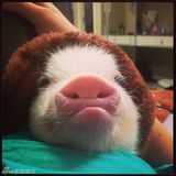 组图：超萌小猪走红网络 百变造型进军时尚界