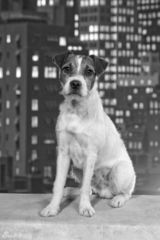 高清组图：电影《艺术家》精彩剧照