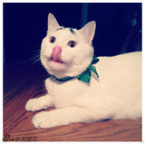 组图：猫咪天生长“八字眉” 长相搞笑走红网络