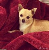 组图：希尔顿变黑色公主 踩铆钉靴抱爱犬出街