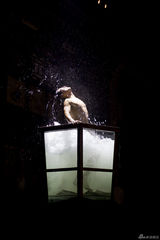 高清组图：《印象平遥》独家剧照 张艺谋轮空